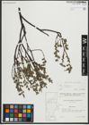 Foto von Salix repens subsp. repens L.